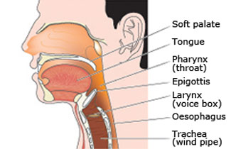 diagram of throat